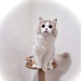 ブリティッシュロングヘア