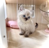 ブリティッシュショートヘア