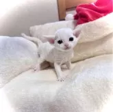 デボンレックス【三重県・女の子・2025年11月16日・ホワイト】の写真1