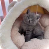 ブリティッシュショートヘア