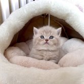ブリティッシュショートヘア