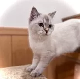 ブリティッシュショートヘア