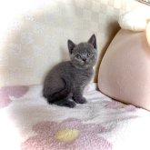 ブリティッシュショートヘア