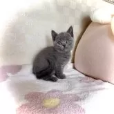 ブリティッシュショートヘア