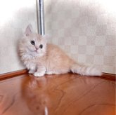 マンチカン(短足)