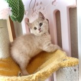 スコティッシュフォールド(立ち耳)