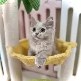 ブリティッシュロングヘア
