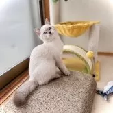 ブリティッシュショートヘア