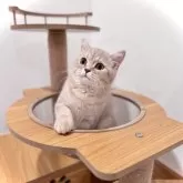 ブリティッシュショートヘア