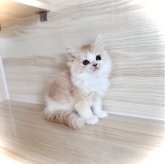 マンチカン(長足)