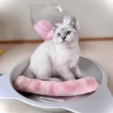 ブリティッシュショートヘア