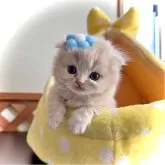 スコティッシュフォールド(折れ耳)