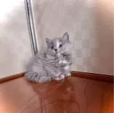 マンチカン(短足)