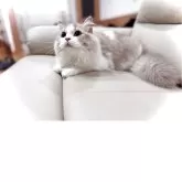 ブリティッシュロングヘア