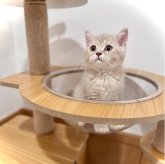 ブリティッシュショートヘア