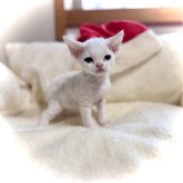 デボンレックス