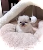 ラグドール【三重県・女の子・2025年8月24日・シールポイントミテッド】の写真7