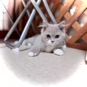 ブリティッシュショートヘア【三重県・女の子・2025年8月19日・ライラック&ホワイト】の写真3