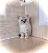 ラグドール【三重県・女の子・2025年8月24日・ブルーリンクスポイントミテッド】の写真2