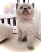 ブリティッシュショートヘア【三重県・男の子・2025年2月4日・ブルーポイント】の写真2