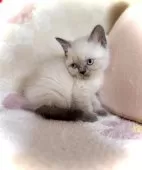 ブリティッシュショートヘア【三重県・女の子・2025年10月6日・ブルーポイント】の写真2