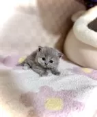 マンチカン(短足)【三重県・女の子・2025年10月5日・ブルートーティー(淡い)】の写真3