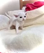 デボンレックス【三重県・女の子・2025年11月16日・ホワイト】の写真8