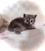 マンチカン(長足)【三重県・女の子・2025年10月5日・ブルークリーム】の写真4