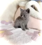 ブリティッシュショートヘア【三重県・女の子・2025年10月6日・ブルー】の写真4