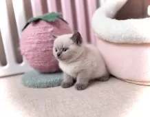 ブリティッシュショートヘア【三重県・男の子・2025年2月4日・ブルーポイント】の写真5