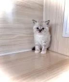 ラグドール【三重県・女の子・2025年8月24日・ブルーリンクスポイントミテッド】の写真5