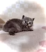 マンチカン(長足)【三重県・女の子・2025年10月5日・ブルークリーム】の写真5