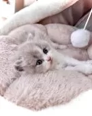 ブリティッシュロングヘア【三重県・女の子・2025年8月19日・ライラック&ホワイト】の写真6