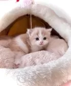 マンチカン(長足)【三重県・男の子・2025年8月10日・クリーム&ホワイト】の写真6