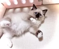 ラグドール【三重県・女の子・2025年8月24日・シールポイントミテッド】の写真5