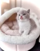 ブリティッシュショートヘア【三重県・男の子・2025年8月19日・ライラック&ホワイト】の写真7