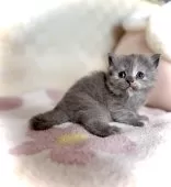 マンチカン(長足)【三重県・女の子・2025年10月5日・ブルークリーム】の写真7