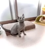 ロシアンブルー【三重県・男の子・2025年5月8日・ブルー】の写真7