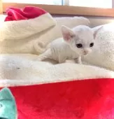 デボンレックス【三重県・女の子・2025年11月16日・ホワイト】の写真6
