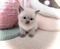 ブリティッシュショートヘア【三重県・男の子・2025年2月4日・ブルーポイント】の写真8