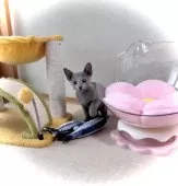 ロシアンブルー【三重県・男の子・2025年5月8日・ブルー】の写真8