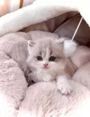 ブリティッシュロングヘア【三重県・女の子・2025年8月19日・ライラック&ホワイト】の写真2