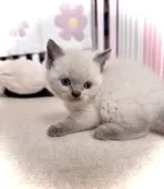 ブリティッシュショートヘア【三重県・男の子・2025年2月4日・ブルーポイント】の写真9