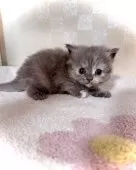 マンチカン(長足)【三重県・女の子・2025年10月5日・ブルークリーム】の写真9