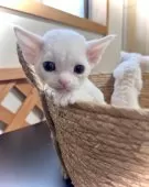 デボンレックス【三重県・女の子・2025年11月16日・ホワイト】の写真9