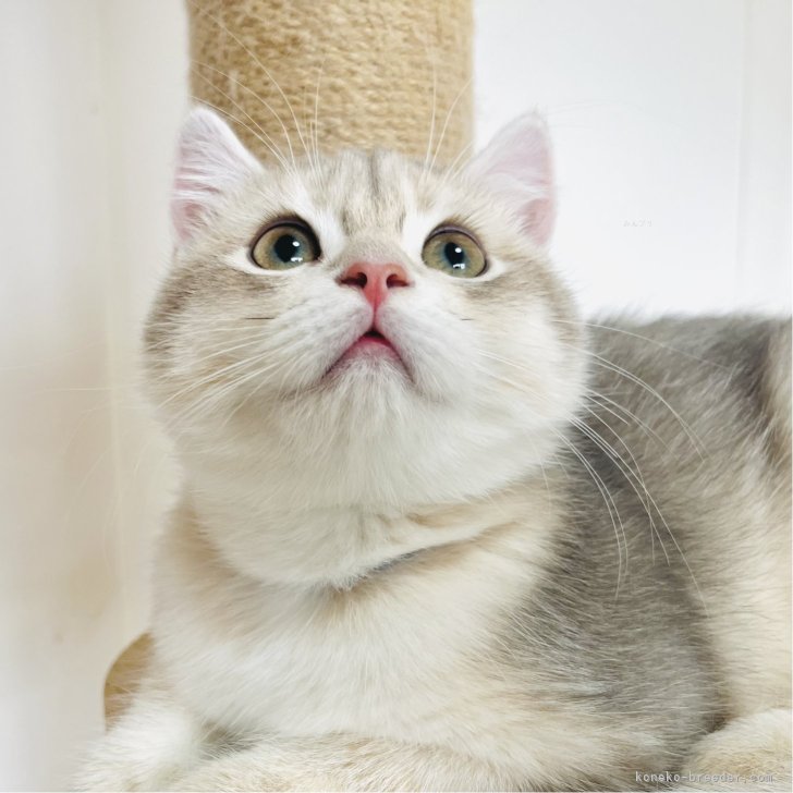 ましゅまろ 様のお迎えした子猫