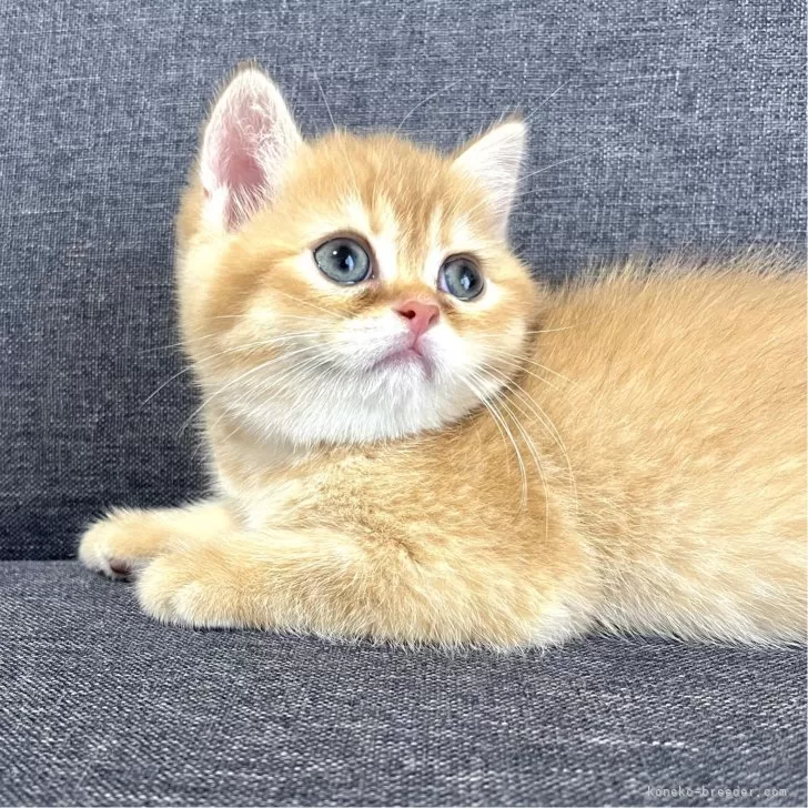 ID:2410-00784の子猫