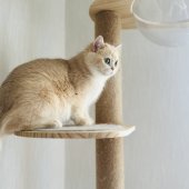 ブリティッシュショートヘア【・女の子・2022年6月20日・ブルーゴールデンシェール】