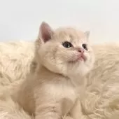 ブリティッシュショートヘア【奈良県・男の子・2025年3月29日・ブルーゴールデン💙】の写真11