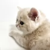 ブリティッシュショートヘア【奈良県・男の子・2025年3月29日・ブルーゴールデン💙】の写真9